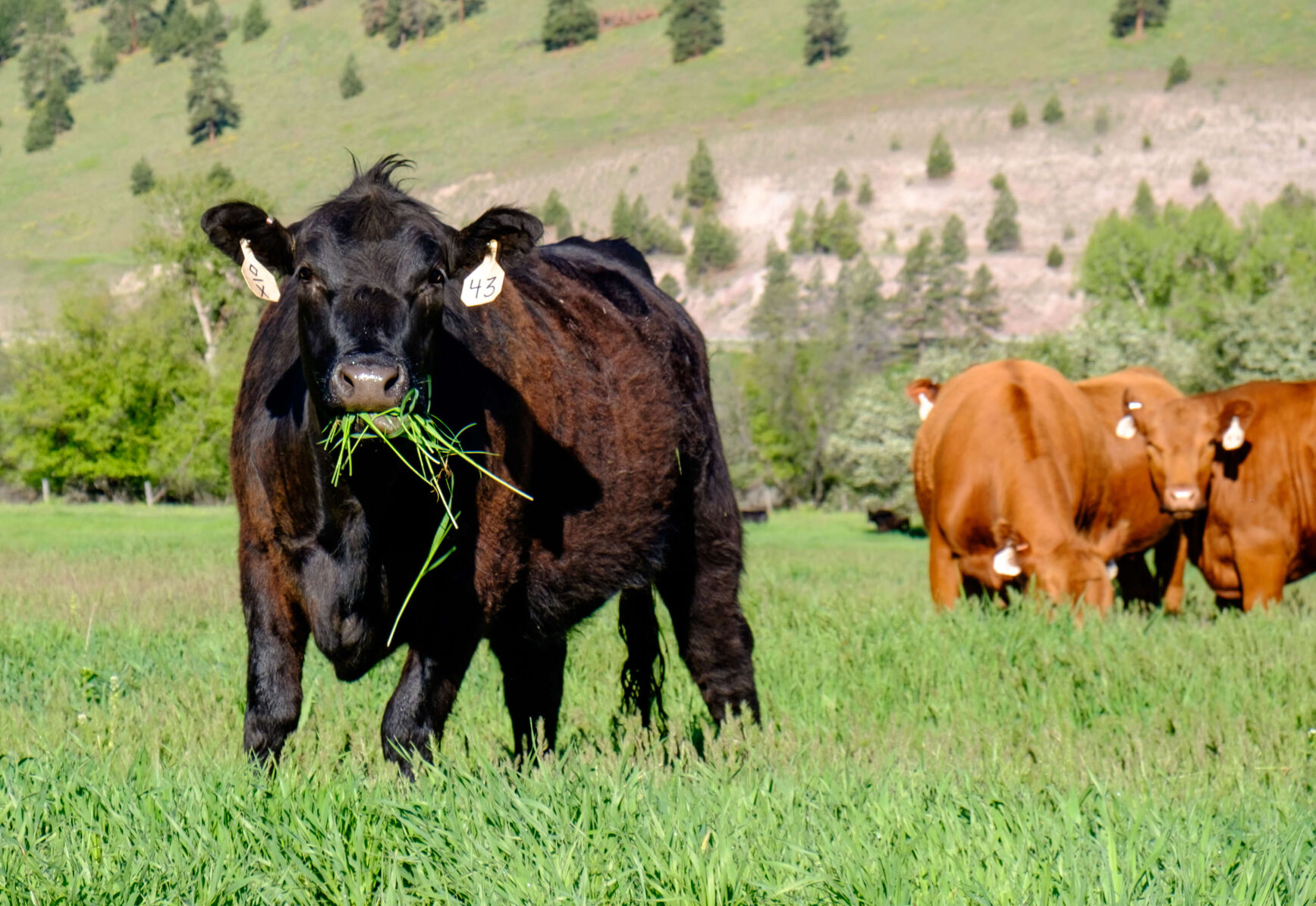 CC Cow on Grass